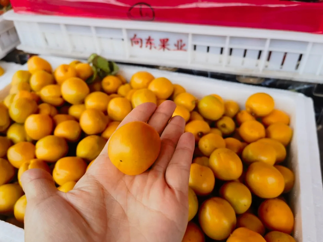 新品推荐 | 媲美新疆小白杏，自带迷人桂花香的珍珠油杏，熟了！