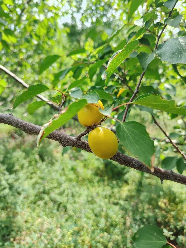 新品推荐 | 媲美新疆小白杏，自带迷人桂花香的珍珠油杏，熟了！