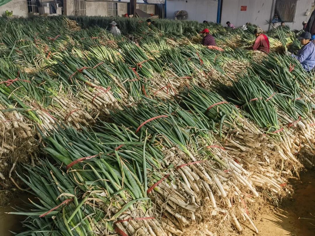 本地菜大量上市 菜价“退烧”了