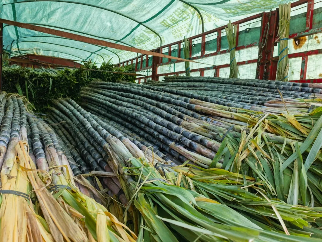 清润之秋 食来愈暖 | 秋季时令水果大盘点