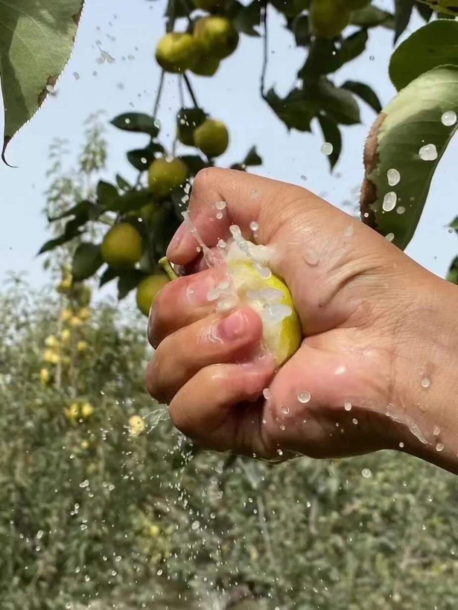 梨届小甜心！这颗新疆库尔勒香梨，水润嫩脆，过年就买它！