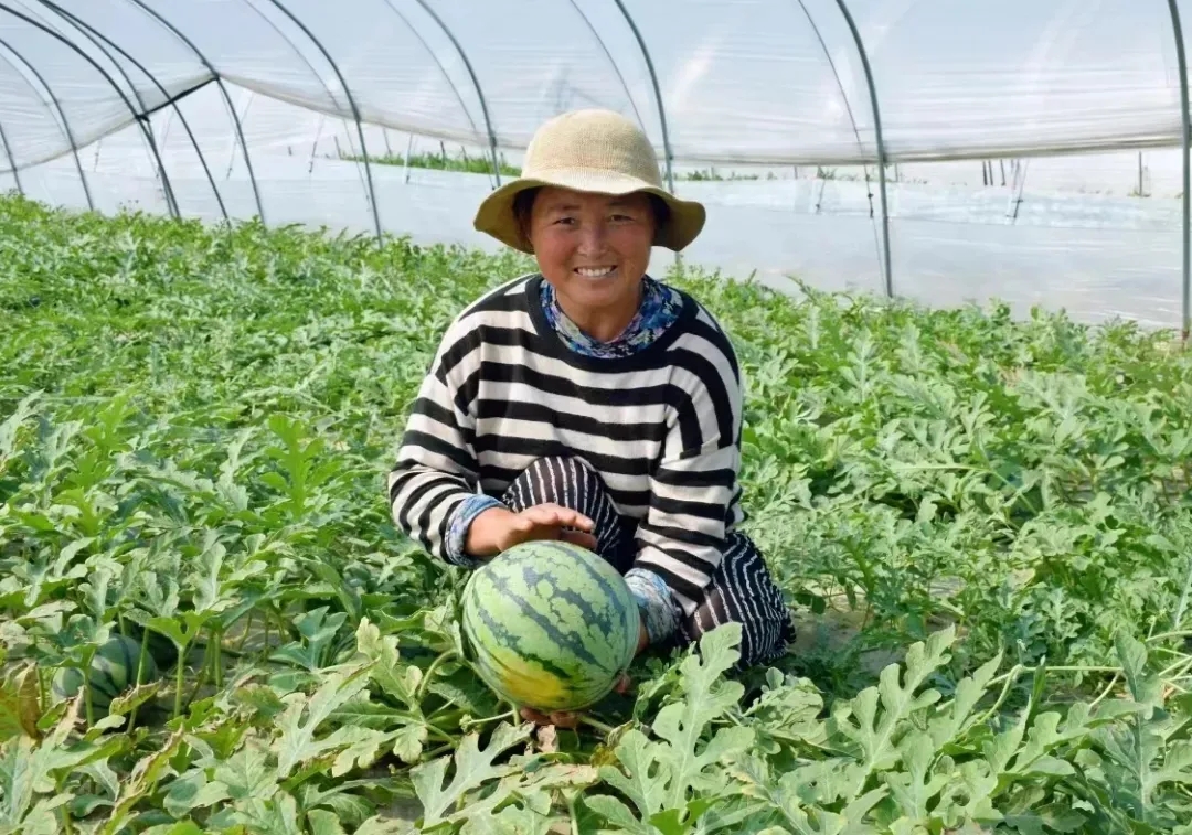 “吃瓜模式”开启！首车睢宁西瓜已到货~